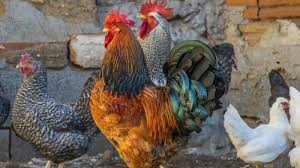 Maybe you would like to learn more about one of these? Arti Mimpi Ayam Gemuk Yang Ternyata Pertanda Keberuntungan Tribun Lampung