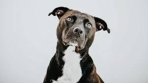Maybe you would like to learn more about one of these? Should You Test Your Dog S Dna Shots Health News Npr