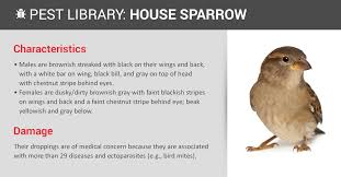 The parents share nesting duties equally. House Sparrow Control Id Copesan Pest Library