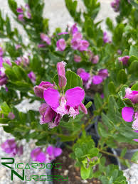 Image result for Polygala arenaria