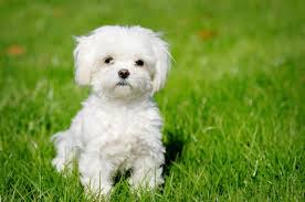 8 Important Questions About Teacup Maltipoo Dogs Teacup