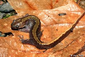 Image result for Macrotyloma daltonii