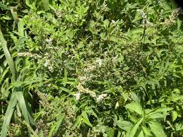 Image result for Celosia trigyna