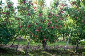 Scarlet surprise ™ red flesh apple tree. Apple Plants Apple Plants Red Lum Gala On M9 M111 Wholesaler From Shimla