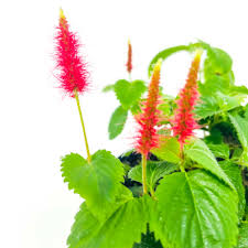 Image result for Acalypha paucifolia