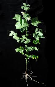 Image result for Hibiscus vitifolius