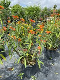Image result for Asclepias cucullata