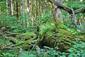 The ancient forests are being this substance we call wood caters to all needs of living creatures. Stuff Of Fairy Tales Stepping Into Europe S Last Old Growth Forest