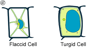 Hands on experiments like this are a great way to engage students in learning. Science Aid Osmosis Biology Experiments Teaching Cells Osmosis