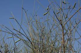 Image result for Maerua nervosa