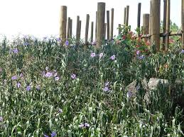 We did not find results for: Seaside Garden Problems How To Handle Problems With Seaside Gardening
