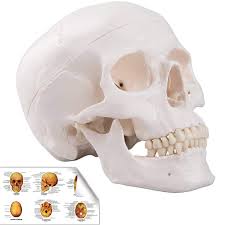 As a review activity, label figures 131, 132, 13 3, 134, and 135 back of skull anatomy. Ronten Human Skull Model Life Size Replica Medical Anatomy Anatomical Adult Model With Removable Skull Cap And Articulated Mandible Full Set Of Teeth 7 2x4 2x4 95in Amazon Com Industrial Scientific