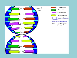 Dna The Double Helix Coloring Worksheet Answer Key Biology Worksheet General Mathematics Formula Sheet Mathematics 1001 Fun Math Websites For Elementary Students Math Reviewer For Grade 6 Math Man Multiplication Best Worksheet Select from 35653 printable crafts of cartoons, nature, animals, bible and many more. dna the double helix coloring worksheet