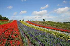 13 Beautiful Fields Of Flowers Around The World Flower Garden Fields Around The Worlds