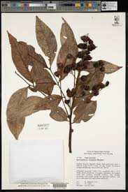 Image result for Haplocoelum inoploeum