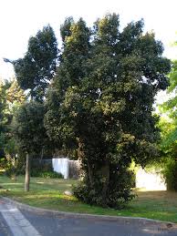 Image result for Curtisia dentata