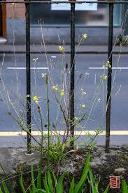 Image result for Diplotaxis tenuifolia