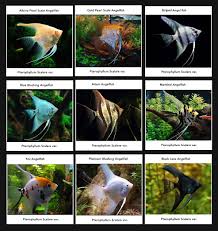 Fish Etc Angelfish Aquarium D Eau Douce Poisson Tropical Poisson Exotique