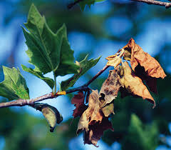 Sweet, sour, and ornamental cherries are susceptible to the disease, being most prevalent in sour cherries. Anthracnose Treatments Leaf Blight Solutions Arborjet