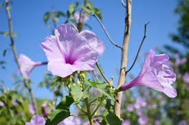 Image result for Ipomoea carnea