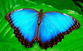 Mariposa Tipos Y Caracteristicas Bioenciclopedia