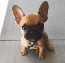 Black And Brown French Bulldog For Sale The Cutest Lil Frenchie I Ever Did See This Brown French Bulldog Puppy Could Not Be More Adorable Bulldog Puppies Cute Baby Animals French Bulldog Puppies