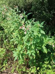 Image result for Impatiens psychadelphoides