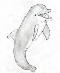 Dolphin Sketches Dolphinleap Com Sketches Cute Animal Drawings Animal Art