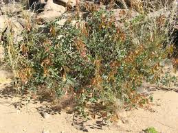 Image result for Adenolobus pechuelii