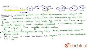 Animal Cell: Structure, Diagram, Functions & Types
