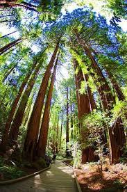 Muir Woods San Francisco I Need To Go Back I Didn T Get To Visit This When I Was There Muir Woods National Monument Beautiful Places Places To Go