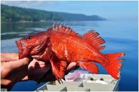 rockfish washington department of fish wildlife