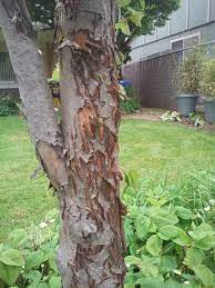 A 2 inch (5 cm.) layer of mulch applied every spring provides sufficient nutrients for a crabapple tree. What Is Causing The Bark On My Crabapple To Crack And Peel Off Gardening Landscaping Stack Exchange