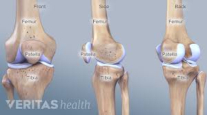 The bones of the leg are the femur, tibia, fibula and patella. Knee Anatomy