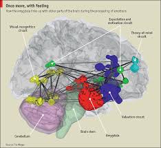 Start studying brain labeling worksheet. Mr Green Theory Of Knowledge Nature Of The Subject And Course Outline Dokument