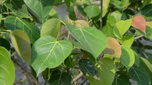 Bodhi Or Peepal Leaf From Stock Footage Video 100 Royalty Free 5800880 Shutterstock