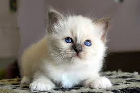 Colours Of The Birman Cat