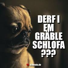 Schlafen Grable Suss Hund Baby Schwabisch Schwaben Schwoba Wurttemberg Schwabische Spruche Schwaben Schwabisch