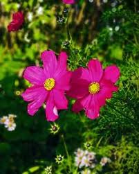 Flowergate Shetoo Plants
