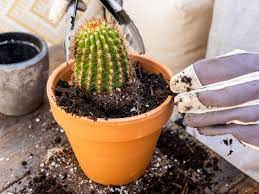 4 how to transplant a large cactus? Dgkkixnnuzvym