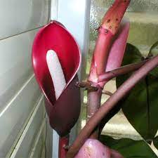 View this post on instagram. Philodendron Erubescens Blushing Philodendron Redleaf Philodendron Toptropicals Com