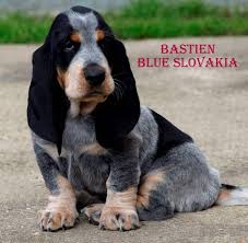 Image result for malý modrý gaskoňský honič