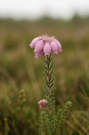 Image result for Moraea stricta
