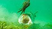 Another good one by richard gene the fishing machine. Catching And Fishing With Crawfish In A Creek Amazing Catch Youtube