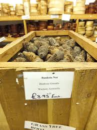Check spelling or type a new query. Banksia Nuts Yandles Wood Timber Hobbies And Crafts Natural Choice Wood