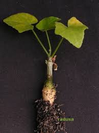 Image result for Coccinia mildbraedii