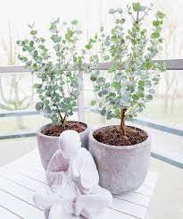 Www.plants.x10.bz look for the house with potted pla Eucalyptus Growing Indoors The Gardening Plot