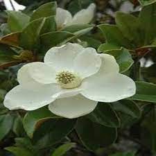 Pin On Garden