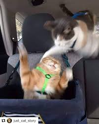 Funny Cats Funnycatsofinstagram Funnycats Fun Cats Catlover Catsofinstagram Catlife Meowmeow Meowbox Iwanttocrazyc In 2020 Funny Cats Cats Cat Attack