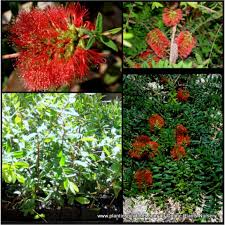 Image result for Melaleuca hypericifolia